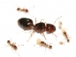 Preview: Pheidole pallidula