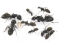 Preview: Camponotus japonicus