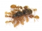 Preview: Lasius (Cautolasius) flavus