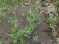 Preview: Lasius (Cautolasius) flavus (Yellow Meadow Ants)