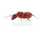 Preview: Camponotus castaneus