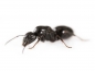 Preview: Camponotus piceus