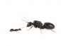 Preview: Camponotus piceus