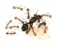 Preview: Aphaenogaster gibbosa