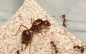 Preview: Aphaenogaster longiceps