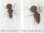 Preview: Atta cephalotes