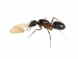 Preview: Camponotus barbaricus