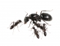 Preview: Camponotus aethiops