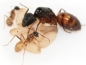 Preview: Camponotus atriceps