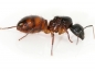 Preview: Camponotus atriceps