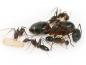 Preview: Camponotus barbaricus