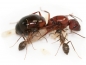 Preview: Camponotus socius