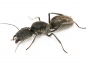 Preview: Camponotus sp. "chinensis"