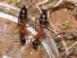 Preview: Camponotus consobrinus