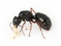 Preview: Camponotus friedae