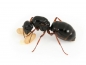 Preview: Camponotus friedae