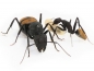 Preview: Camponotus fulvopilosus