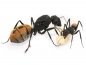 Preview: Camponotus fulvopilosus (golden)