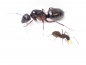 Preview: Camponotus herculeanus