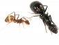 Preview: Camponotus jianghuaensis