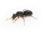 Preview: Camponotus largiceps