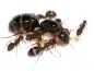 Preview: Camponotus largiceps