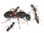 Preview: Camponotus ligniperdus (Braunschwarze Rossameise)