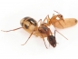 Preview: Camponotus maculatus