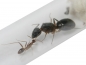 Preview: Camponotus mitis