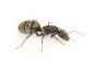 Preview: Camponotus cf. mus