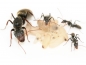 Preview: Camponotus chilensis