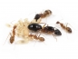 Preview: Camponotus pseudoirritans