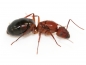 Preview: Camponotus cf. socius