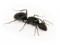 Preview: Camponotus jianghuaensis