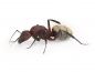 Preview: Camponotus storeatus