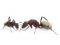 Preview: Camponotus storeatus