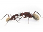 Preview: Camponotus storeatus