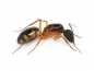 Preview: Camponotus substitutus