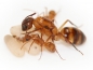 Preview: Camponotus substitutus - bright variant