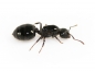 Preview: Crematogaster cerasi