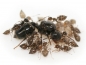 Preview: Crematogaster erecta