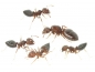 Preview: Crematogaster rogenhoferi