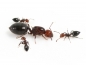 Preview: Crematogaster scutellaris