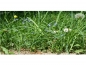 Preview: Photo Background - meadow - 30x20