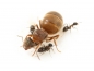 Preview: Lasius brunneus