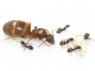 Preview: Lasius brunneus