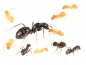 Preview: Lasius fuliginosus