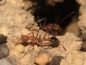 Preview: Myrmecia vindex