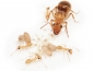 Preview: Myrmecocystus navajo (Honeypot ants)