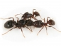 Preview: Pheidole cf. indica